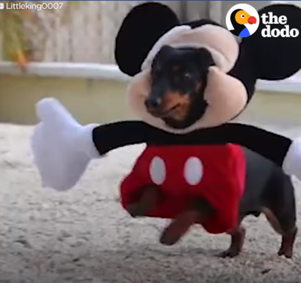 Màn hóa thân thành chuột Mike của Cruso.