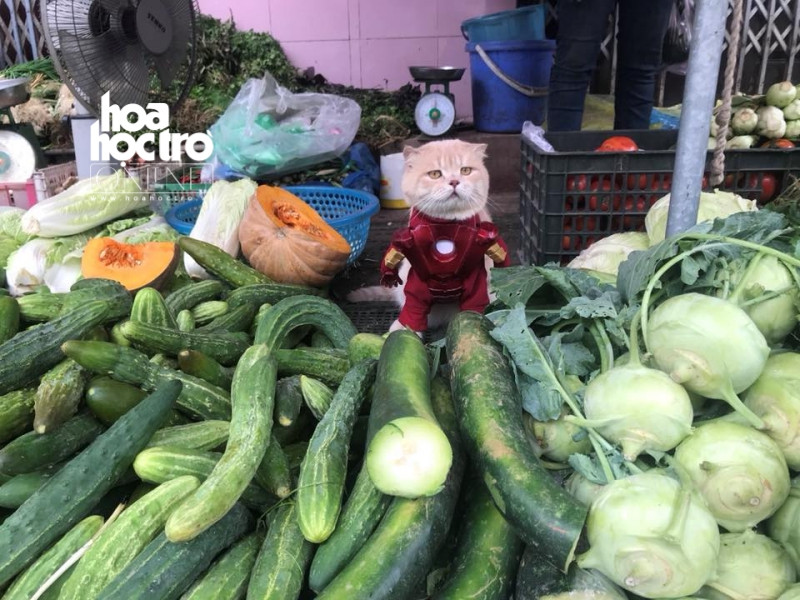 Chán làm "Quàng thượng", chú mèo tên Chó "gia nhập" Vũ trụ điện ảnh Marvel ảnh 2