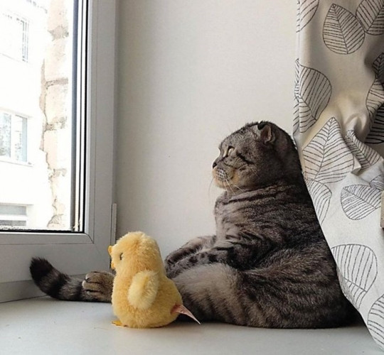 Một chú mèo ngồi trầm tư bên cửa sổ cùng người bạn vịt vàng nhồi bông của mình.