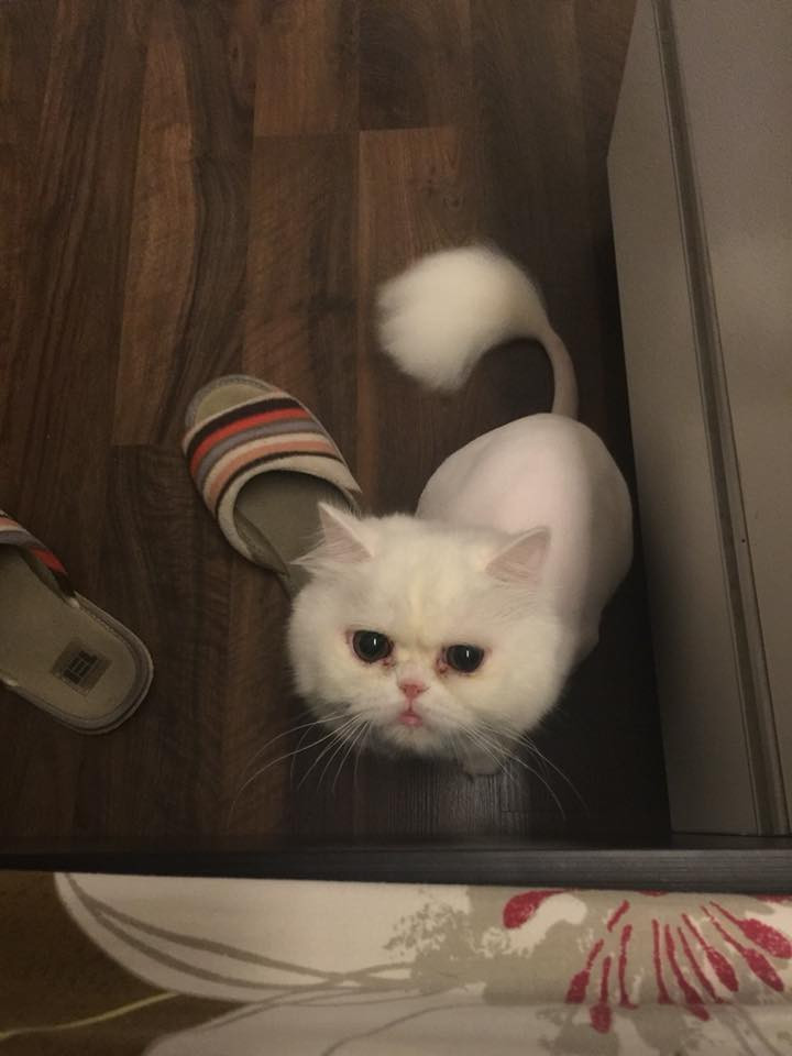 Ngoài mũi, mắt cũng là một 