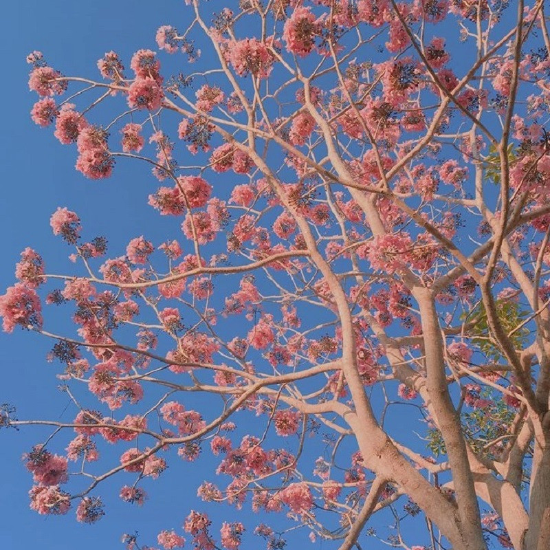 Loài hoa này thường mục theo chùm.