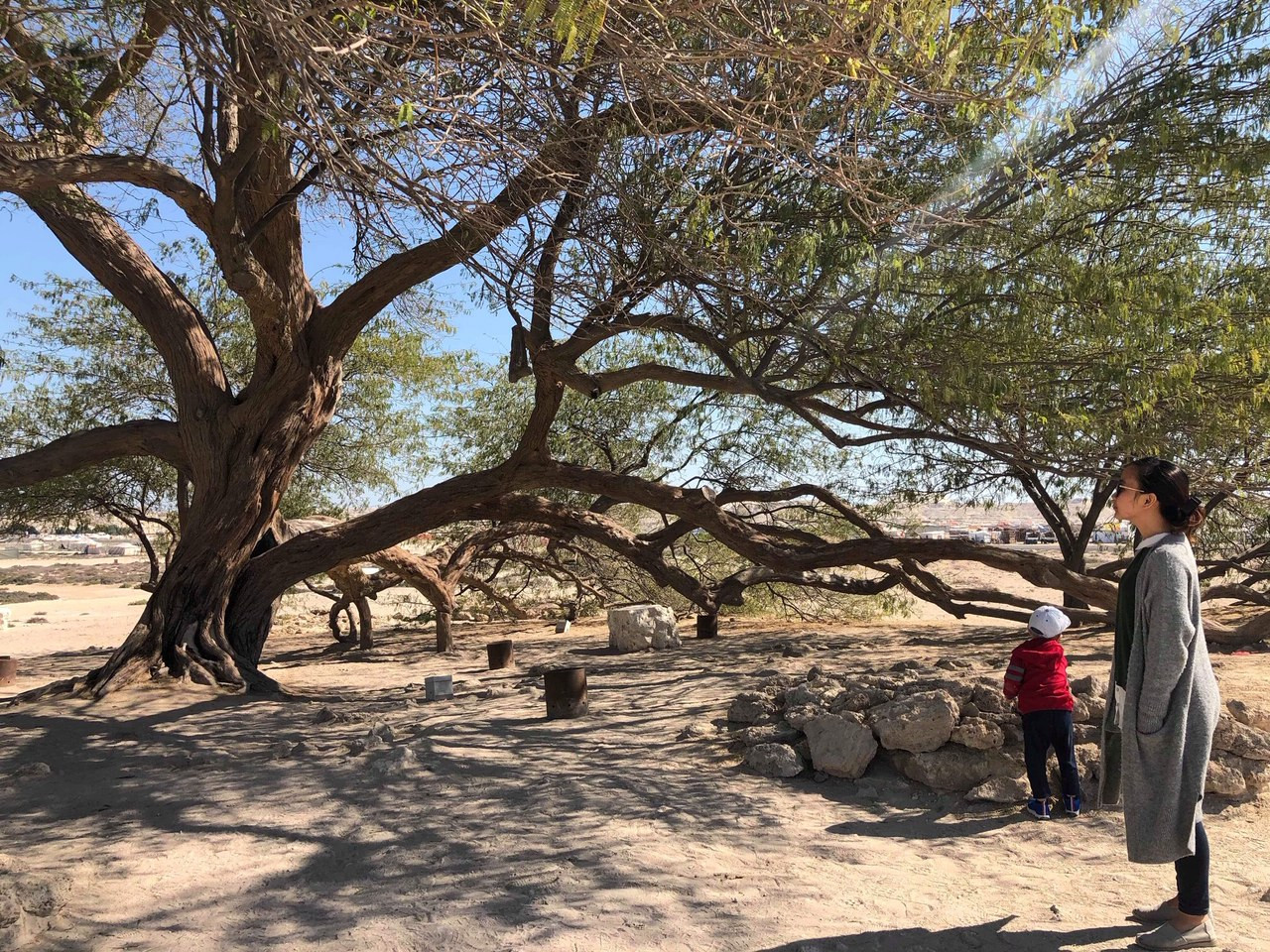 Các truyền thuyết cổ xưa cho rằng, cái cây được thần nước trong tôn giáo Babylon và Sumer bảo vệ