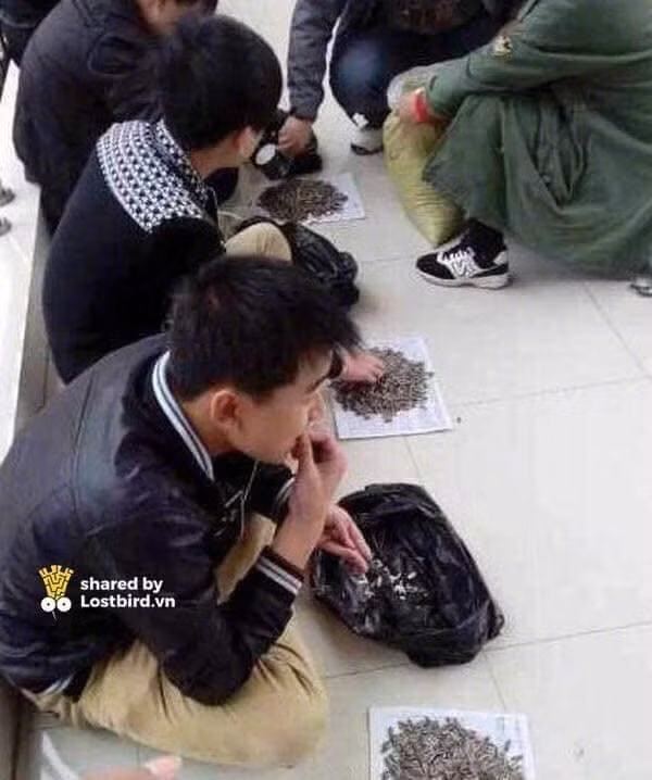 Mỗi bạn được phát 1 tờ giấy to để đặt hướng dương và 1 túi ni lông để đựng vỏ.