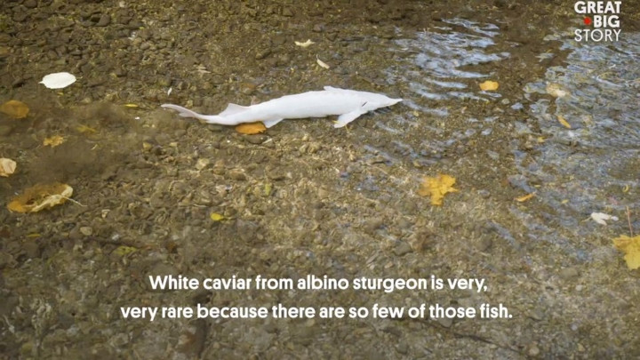 Gia đình Gruell là những người nuôi cá duy nhất trên thế giới biết cách.