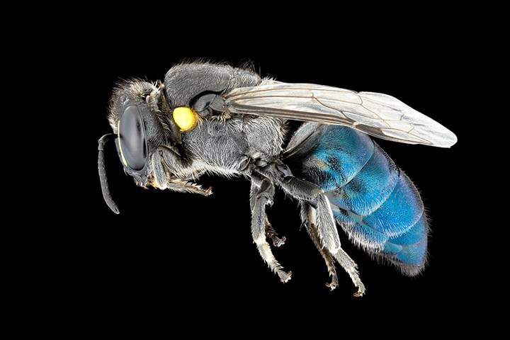 Những chàng ong Hylaeus (Macrohylaeus) alcyoneus thường sẽ canh gác bông hoa mà chúng chọn, đuổi những con ong đực khác le ve đến gần nhưng sẵn sàng ve vãn, mời gọi các nàng ong cái muốn thưởng thức mật hoa.