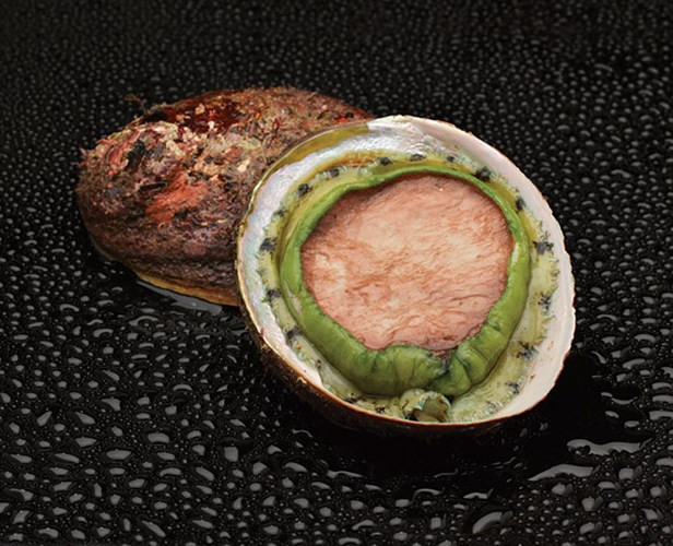 Bào ngư viền xanh có các size từ kích cỡ đại trên 325gr/con tới cỡ nhỏ dưới 100gr/con. (Ảnh: australianwildabalone).