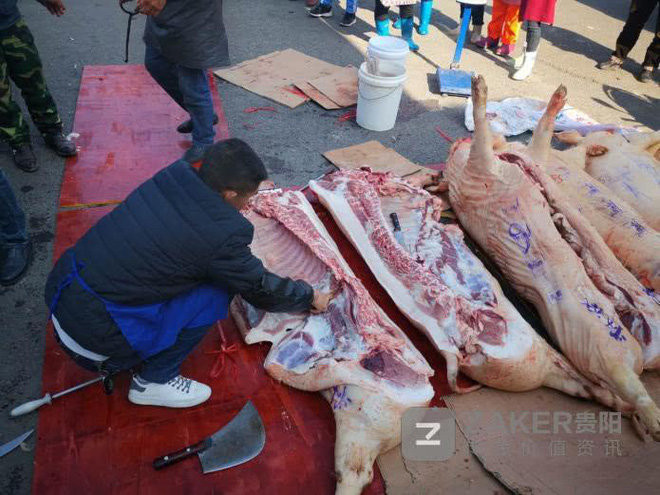 Có tổng cộng 7 con lợn được mổ để phục vụ cho việc “phát thưởng”.