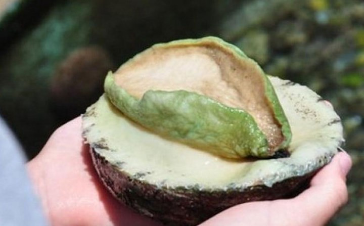 Bào ngư viền xanh được đánh bắt ở vùng biển Tasmania thuộc phía Nam Australia. (Ảnh: Vietnamnet).