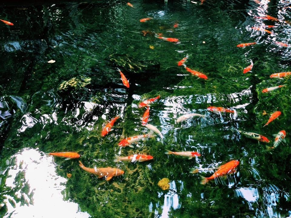 Sự việc đàn cá Koi hơn trăm triệu bị chết gây "sốc" cả trường ĐH T.L.