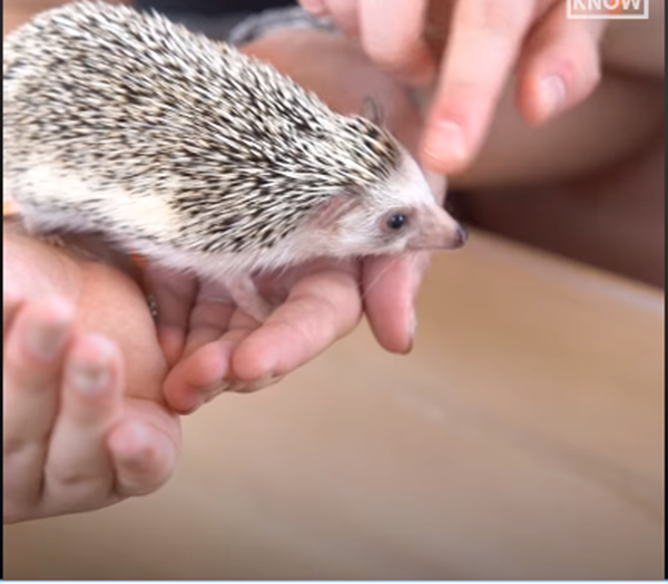 Chú nhím trắng này trông mỏng manh quá nhỉ?