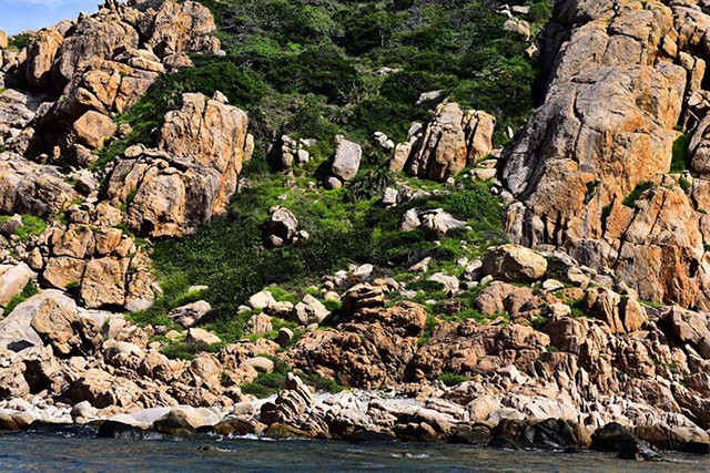 Hệ thực vật hiếm hoi trên những hòn đảo nhỏ quanh vịnh.