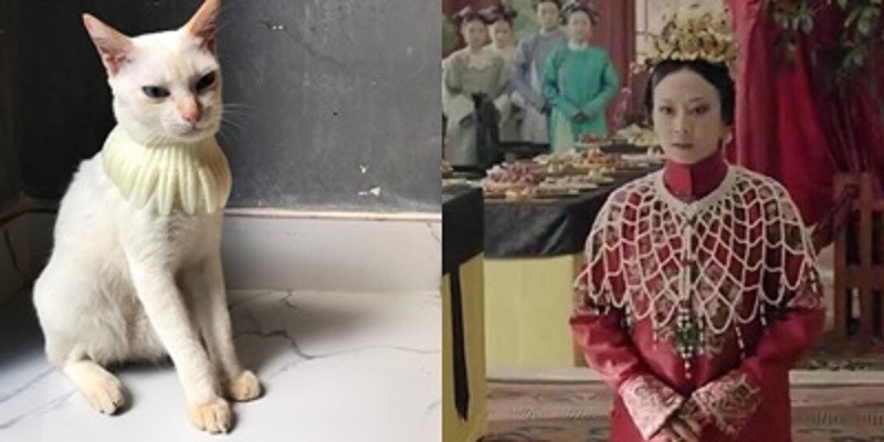 Mèo Quý phi sang chảnh.