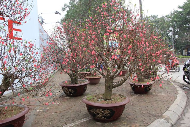 Hoa đào đủ mọi dáng thế được bày bán dọc hai bên đường Lạc Long Quân (Hà Nội). Ảnh: Trần Thanh