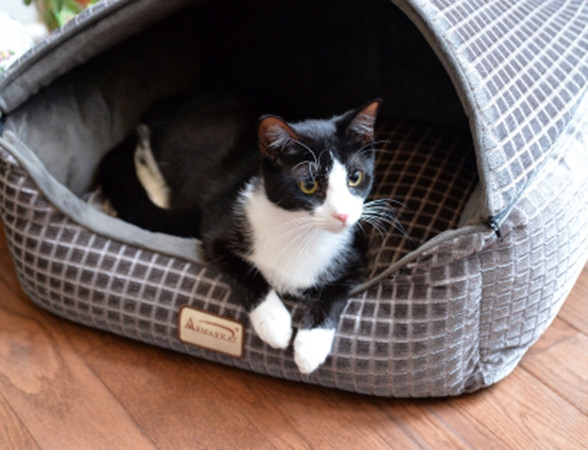 Những người đang căng thẳng, mệt mỏi, hẳn là chịu được cả cái ổ bẩn của thú cưng.