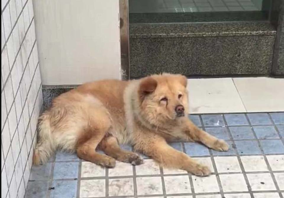 Đây là Xiong Xiong - chú chó được gọi là "Hachiko phiên bản Trung Quốc".