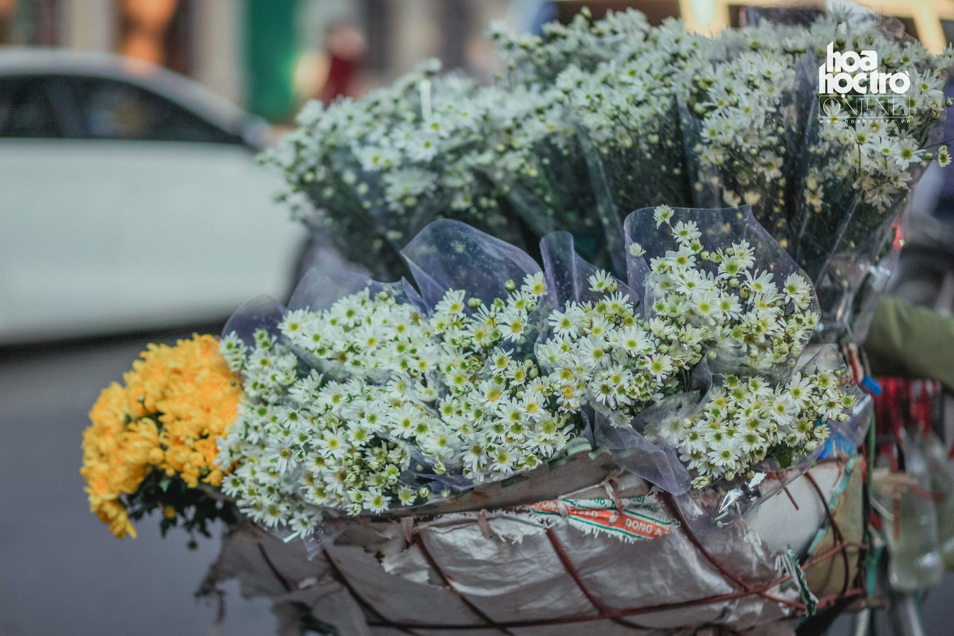 Không đợi Đông đến, Cúc họa mi đã len khỏi khắp phố phường Hà Nội rồi!