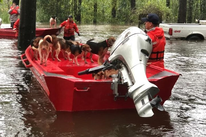 Cả một đàn chó mắc kẹt ở Riegelwood, Bắc Carolina, được đưa lên thuyền cứu hộ.