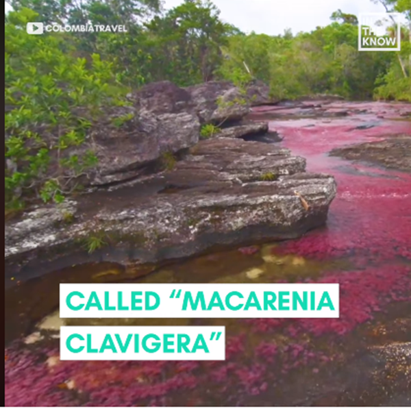 Và còn nguyên nhân chính là có một loại thủy sinh độc đáo có tên "Macerenia Clavigena" sống dưới lòng sông.