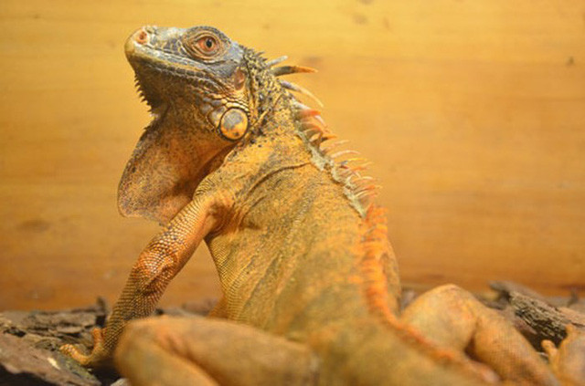 Rồng Nam Mỹ có nguồn gốc từ Nam Mỹ có giá bán khoảng 1,8 triệu/1 con.