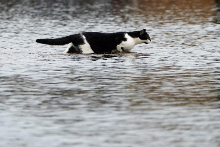 Chú mèo lặng lẽ lội bộ qua con phố đã biến thành sông sau bão Florence ở Piney Green, Bắc Carolina.
