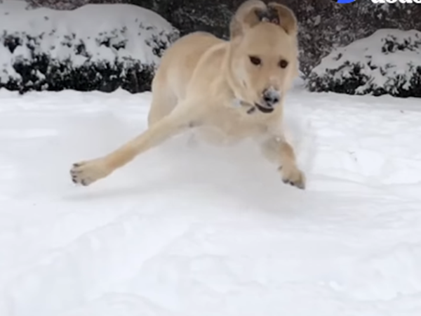 Tôi đợi mãi mới đến mùa đông để được trượt tuyết đấy.