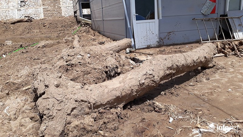 Những cây gỗ lớn được đưa từ trên núi xuống sân trường.