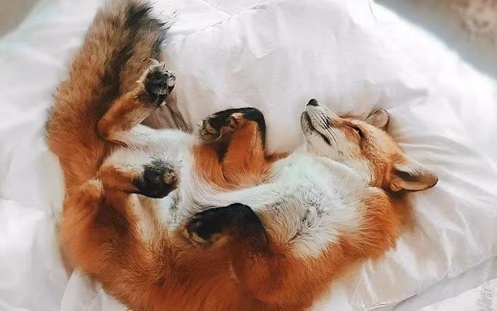 Chú cáo Juniper là một trong những thú cưng của chị Jessika Coker, đang sinh sống tại Florida, Mỹ.
