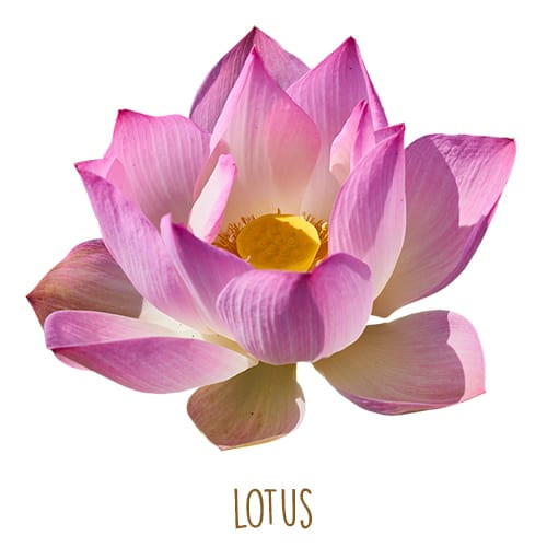 Loài hoa hộ mệnh nào sẽ đem lại may mắn cho 12 chòm sao? ảnh 1