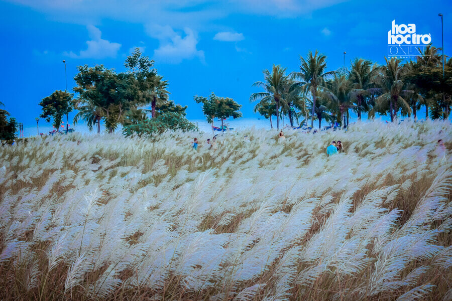 Một trong những cánh đồng hoa cỏ lau đẹp nhất Đà Nẵng là ở khu vực giao giữa đường Lê Đức Thọ và Hoàng Sa, Quận Sơn Trà. (Ảnh: Minh Chiến)