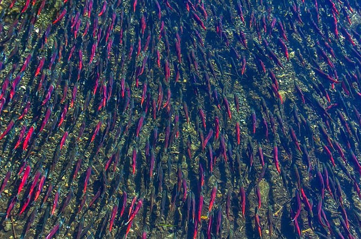 Vẻ đẹp của những đàn cá hồi đỏ lội ngược dòng để đẻ trừng nơi thượng nguồn ở Taylor Creek, California, Mỹ.