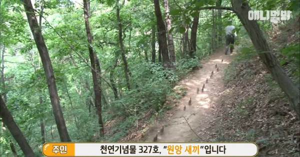 Và tiếp tục chạy theo khi có mệnh lệnh "cho đi".