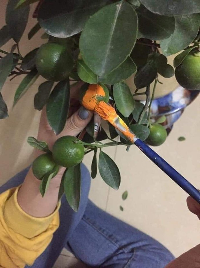 Tết đến rồi mà quất chưa chịu chín, phải làm gì?