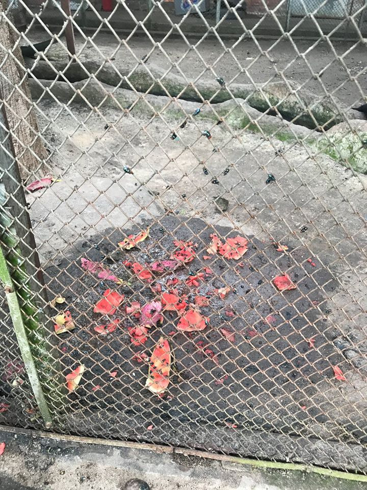 Thức ăn thừa bốc mùi và bám đầy ruồi nhặng.