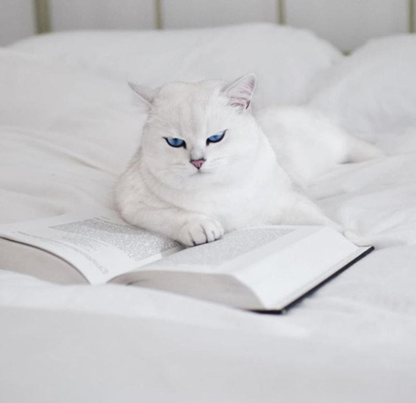 Nằm đọc sách theo phong cách quý tộc…