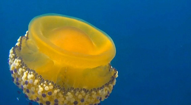 Những loài vật này chỉ cần nghe tên thôi, bạn đã thấy tò mò muốn biết ảnh 1