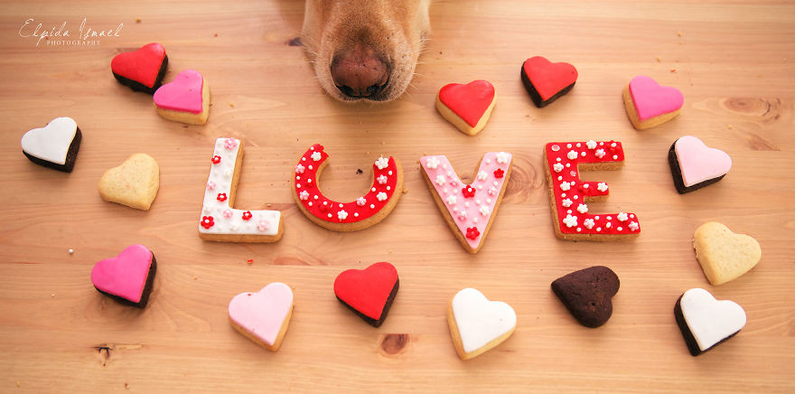 Phát ghen với 3 chú chó có bộ ảnh Valentine siêu dễ thương! ảnh 11