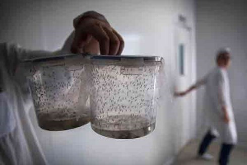 Đứng đầu danh sách là muỗi, loài động vật gây ra khoảng 830.000 ca tử vong mỗi năm đối với con người. Muỗi truyền virus gây sốt rét, sốt xuất huyết, viêm não Nhật Bản, Zika, sốt vàng da...