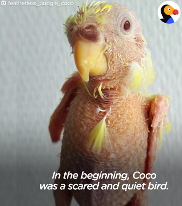 Cô hoảng sợ đến mất cả giọng hót và bộ lông màu vàng tuyệt đẹp.