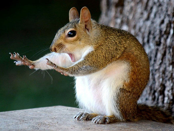 Một chú sóc say sưa với bài tập thể dục buổi sáng của mình.