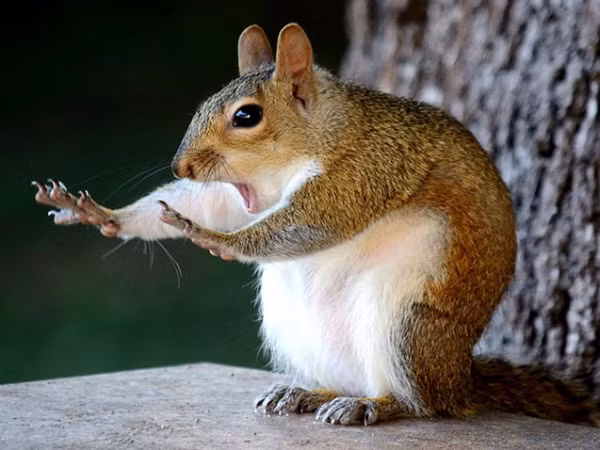 Một chú sóc say sưa với bài tập thể dục buổi sáng của mình.