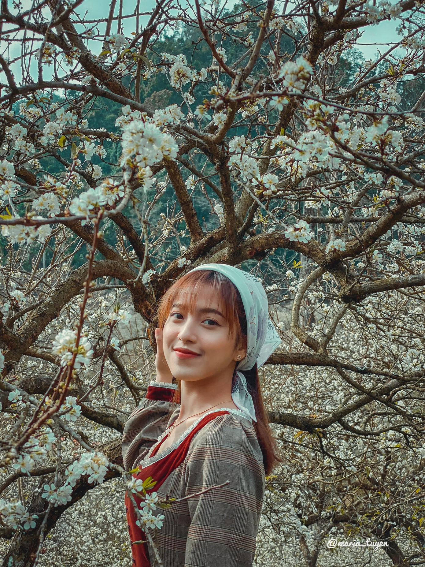 Rừng Mơ Km82 hiện đang là địa điểm check in rất hot ở Mộc Châu