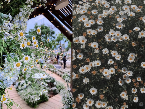 Một mùa cúc hoạ mi xinh xắn lại đến: “Lên đồ” cùng hội BFF để có những tấm ảnh “nghìn like” nào! ảnh 10