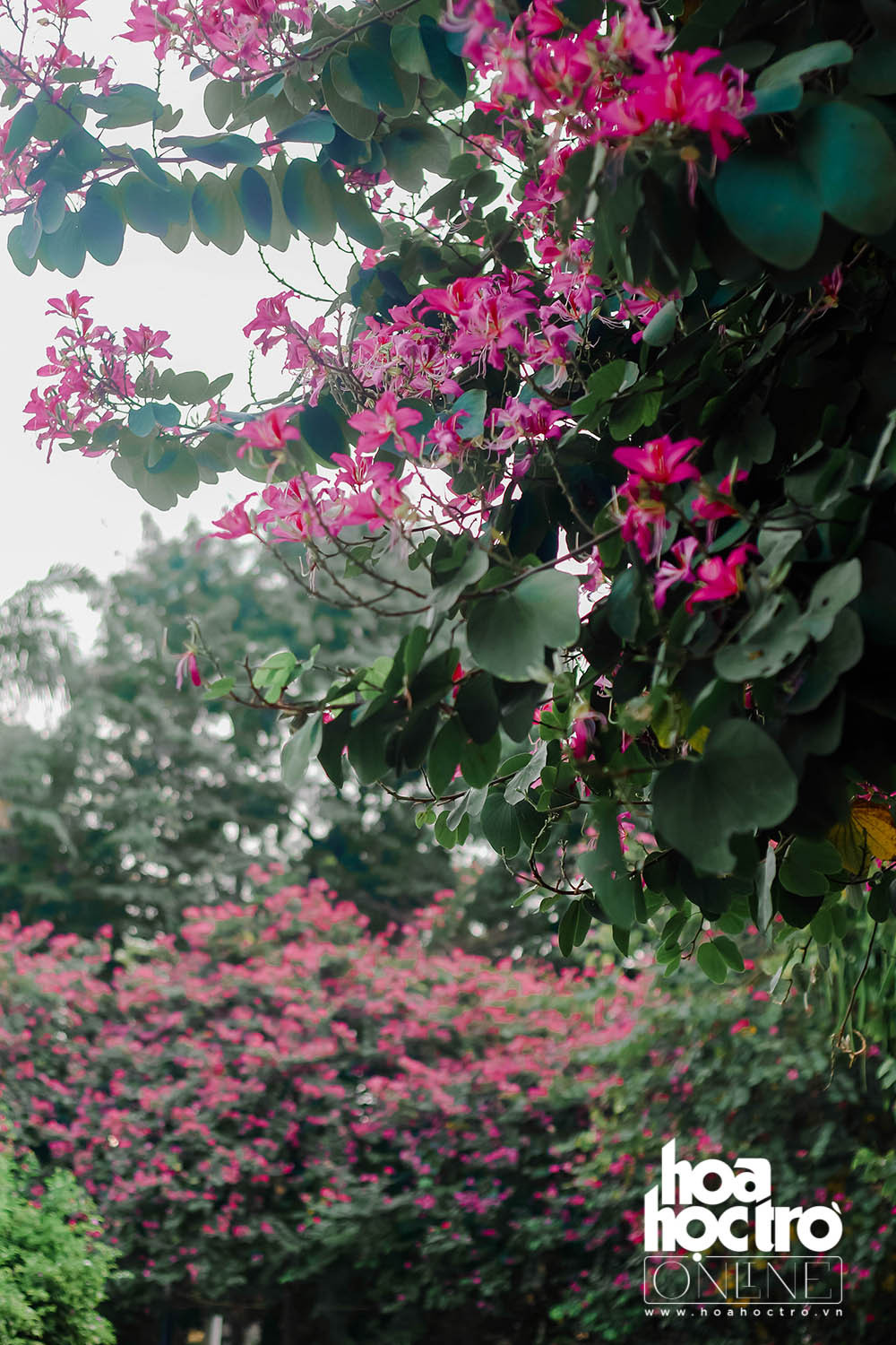 Hà Nội cổ kính với hoa ban nhẹ nhàng đã khiến vẻ đẹp của thủ đô ngàn năm tuổi thêm cuốn hút lòng người.