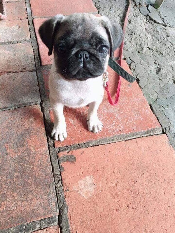 Chú chó cưng với khuôn mặt rầu rĩ, đáng thương.