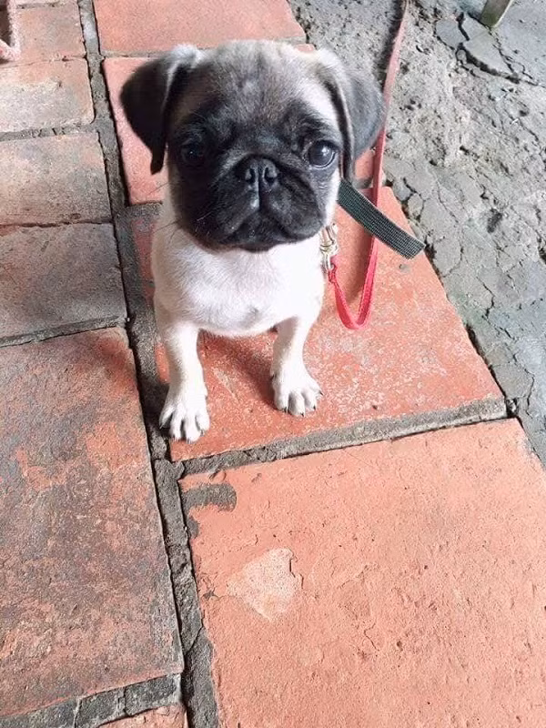 Chú chó cưng với khuôn mặt rầu rĩ, đáng thương.