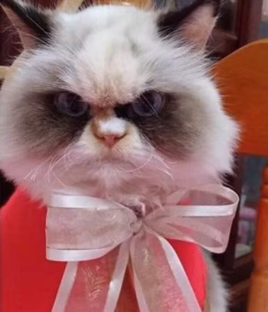 Thỉnh thoảng, Meow Meow được “diện bảnh”, nhưng tất nhiên là trông nó vẫn cau có rồi!