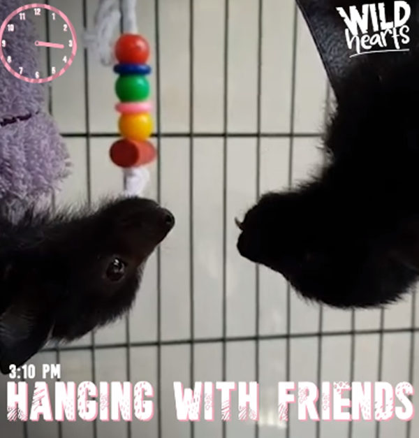 sau đó vui chơi với các bạn. Phải vận động cơ thể cho khỏe chứ.