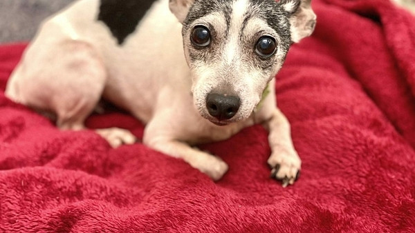 Chó Dutchess đi lạc 12 năm. Ảnh: AP.