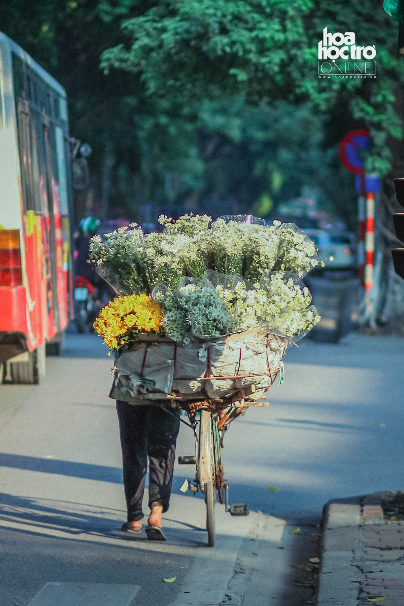 Những chiếc xe đạp chở cúc họa mi đi trên phố cũng là một hình ảnh thân quen với người dân Hà Thành.