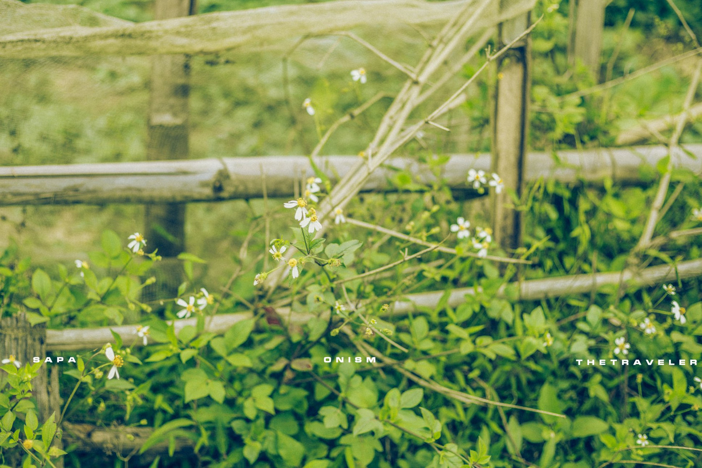 Loài hoa xuyến chi đặc trưng của núi rừng Tây Bắc.